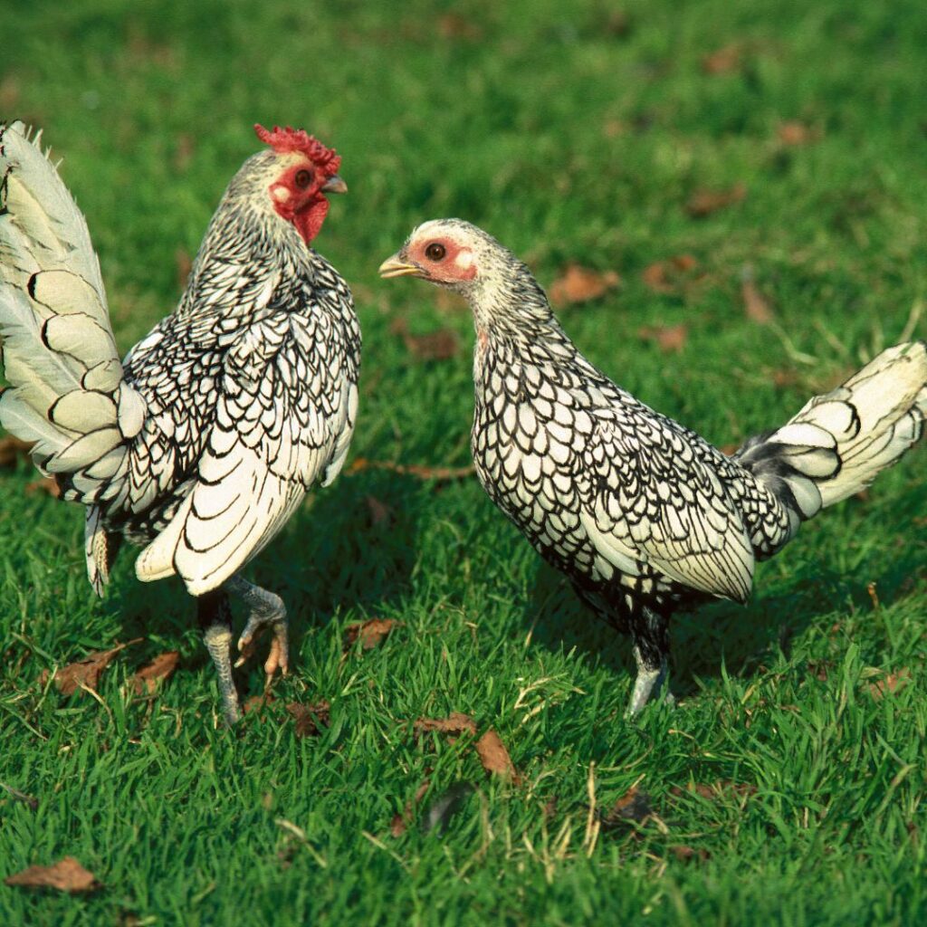 Sebright Chickens; silver sebright rooster and hen on grass