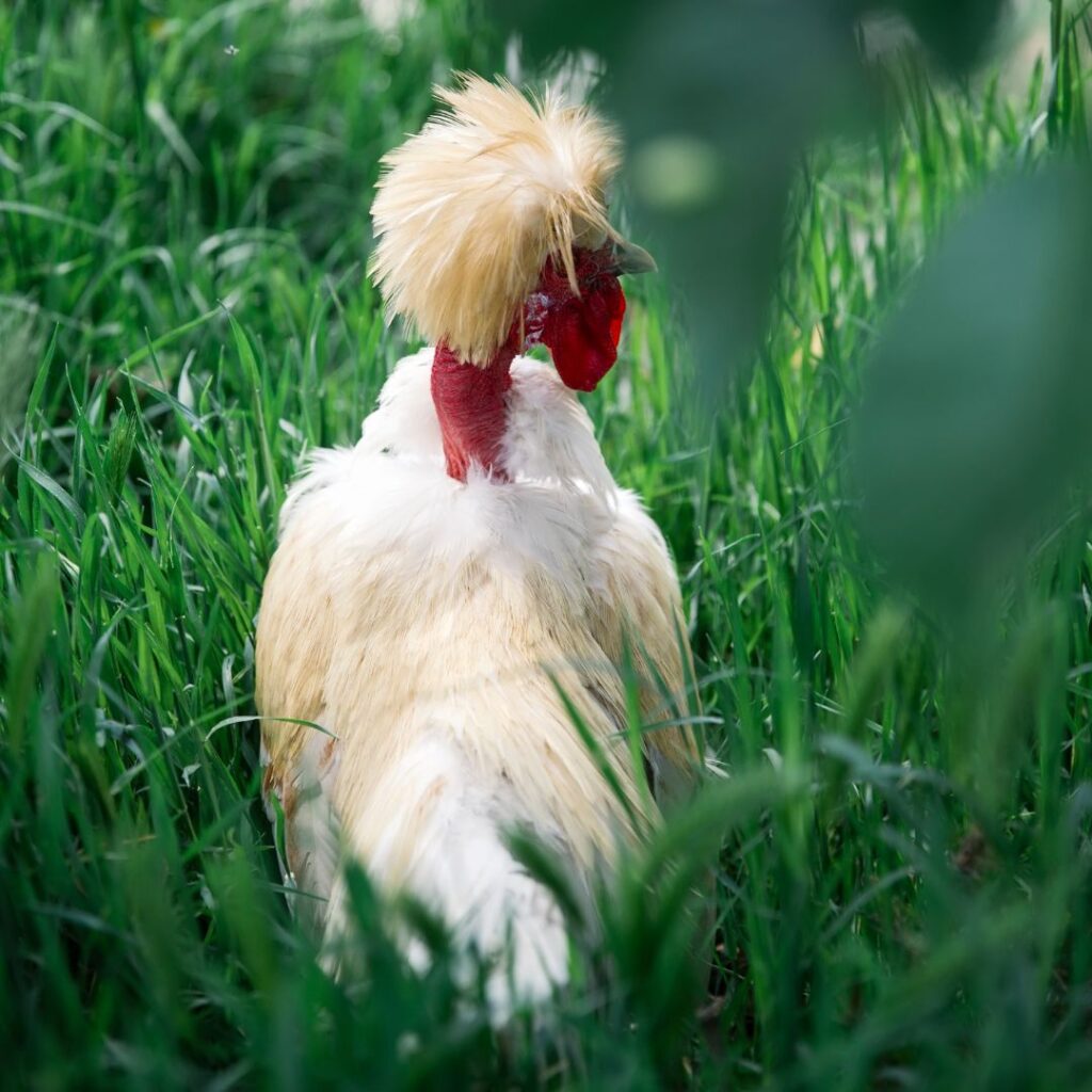 Bantam Naked Neck Silkie