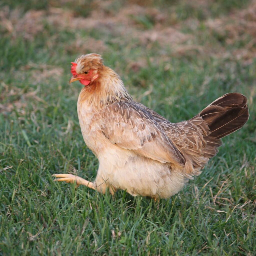 Crested Cream Legbar Chicken