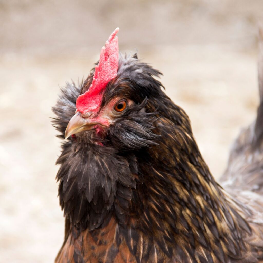 Crested Legbar Chicken closeup
