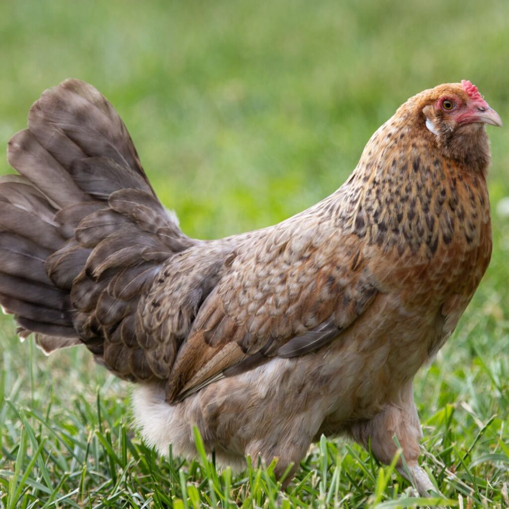 Easter Egger Chicken