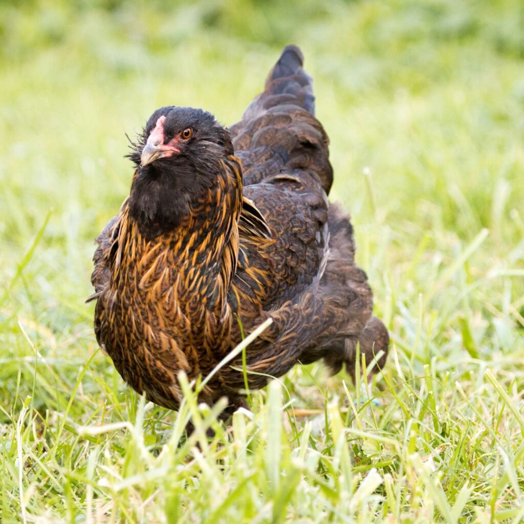 free ranging Easter Egger Hen