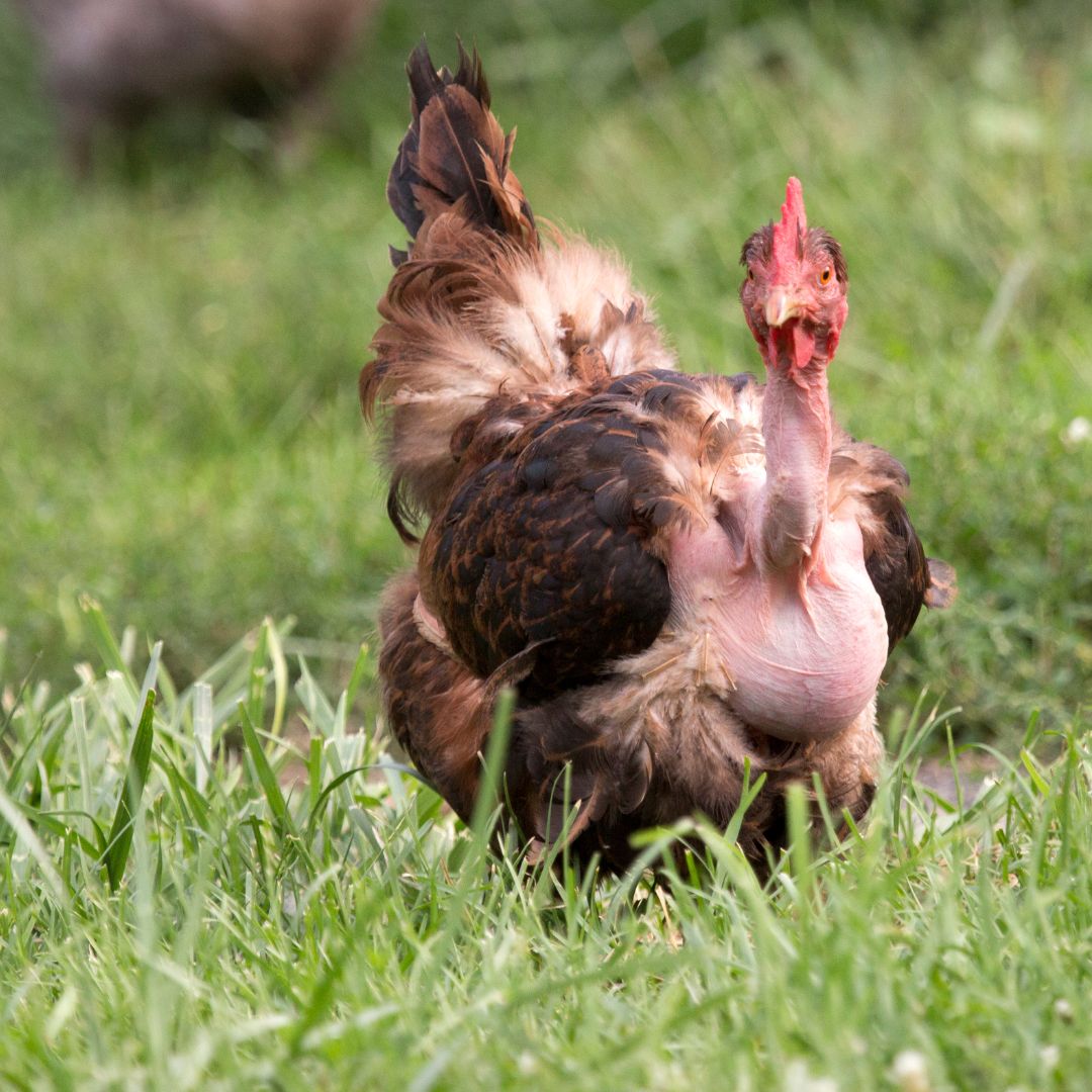 Naked Neck Chickens Nicknamed Turkens All About This Chicken Breed
