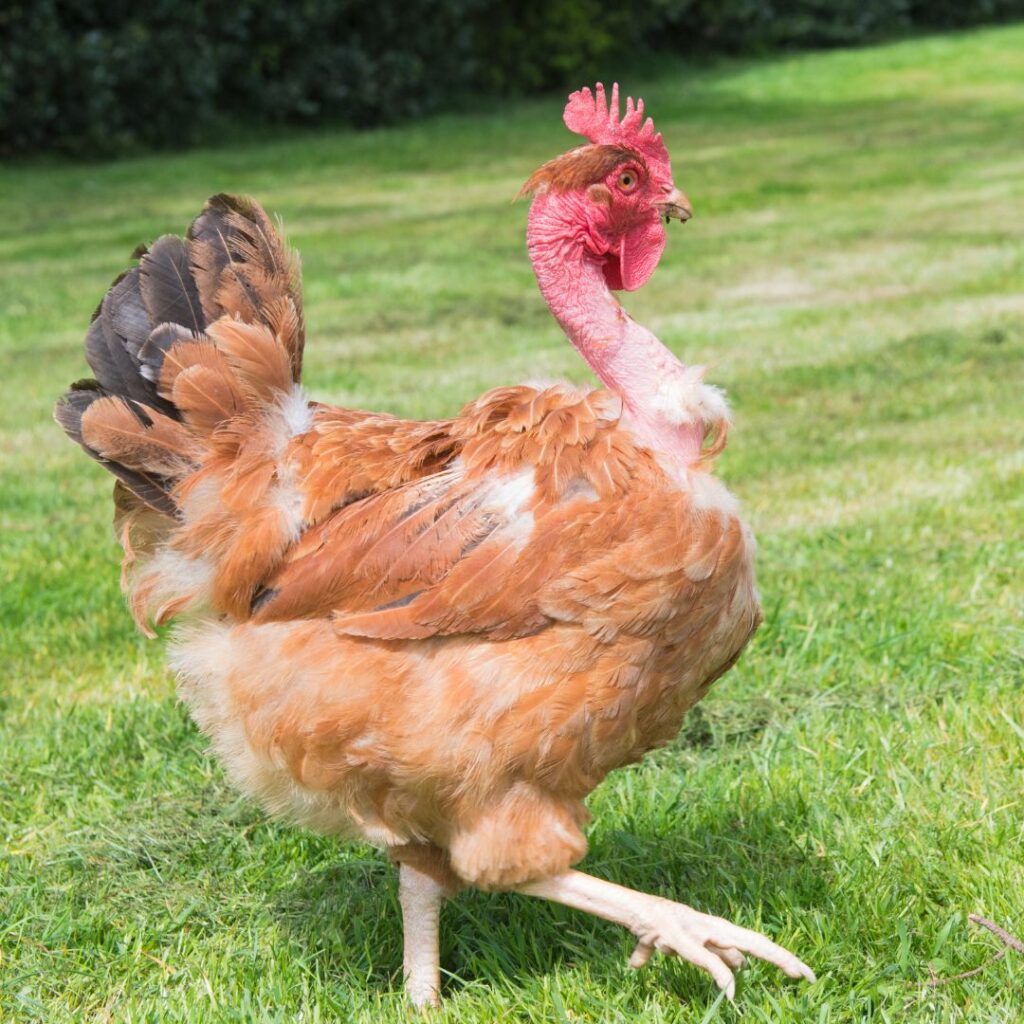 Naked Neck Chicken In Bakyard