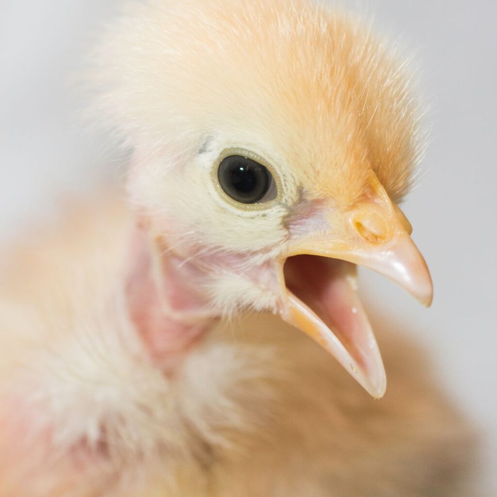 Naked Neck baby chick after hatching