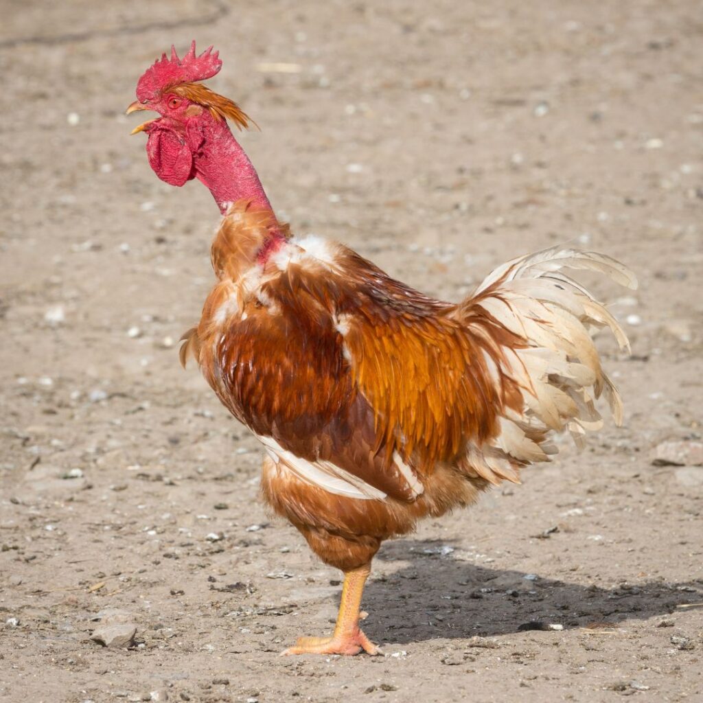 Naked Neck rooster crowing, full grown turken, Turkins aka no neck ed naked