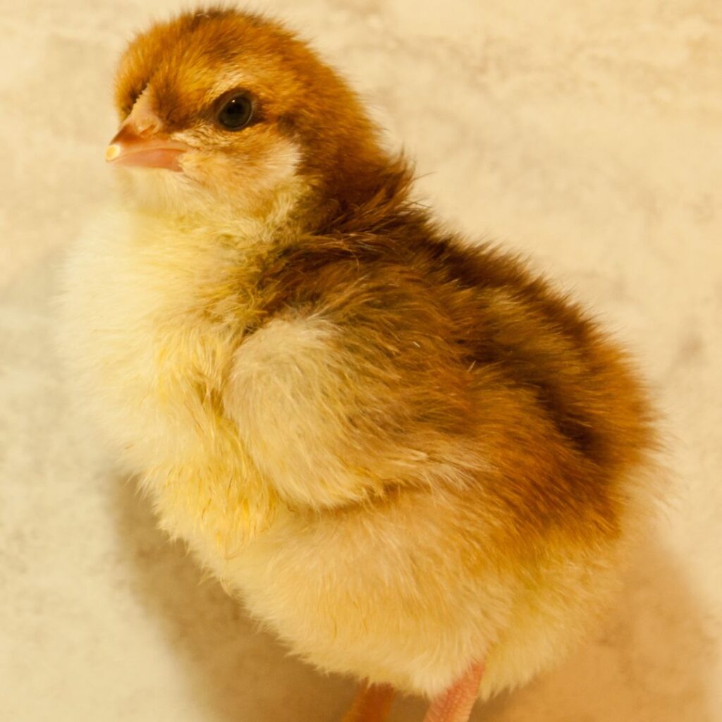 baby speckled sussex chick