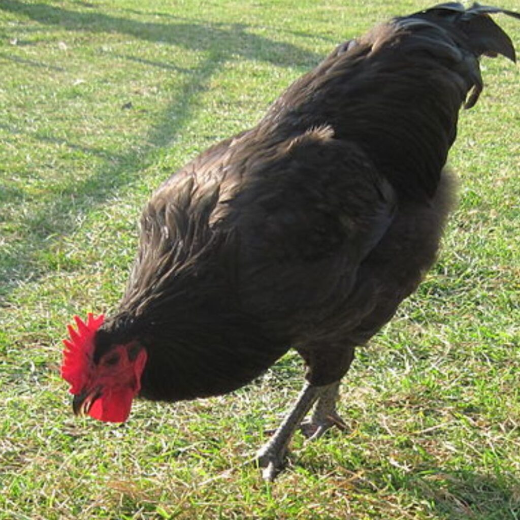 black sex link rooster