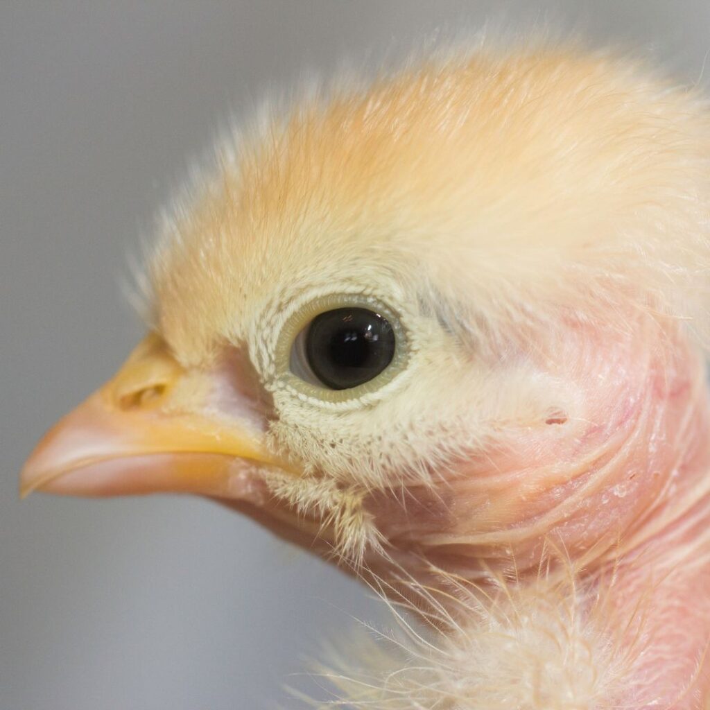close up Naked Neck baby chick