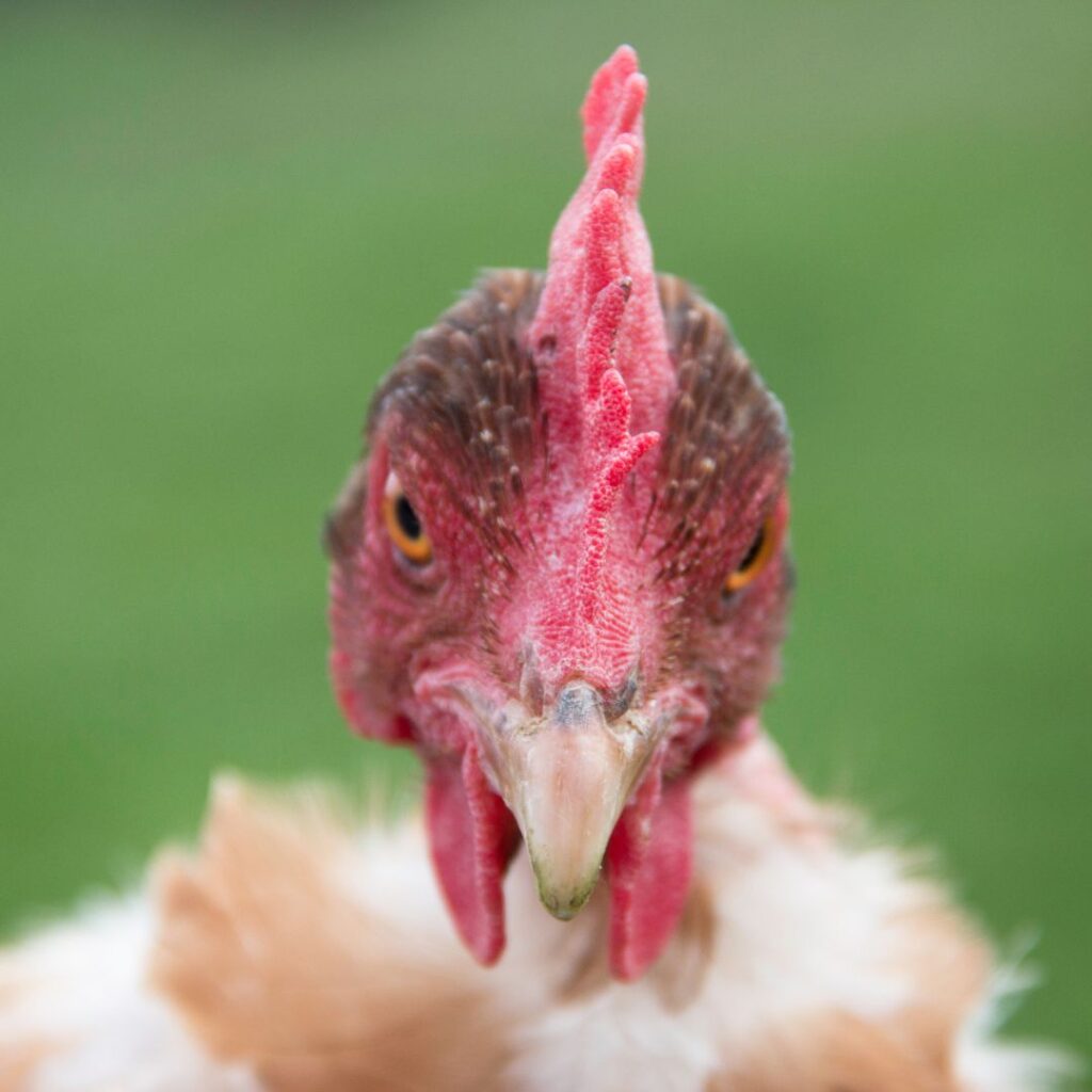 close up of a Transylvaniab Naked Neck Chicken