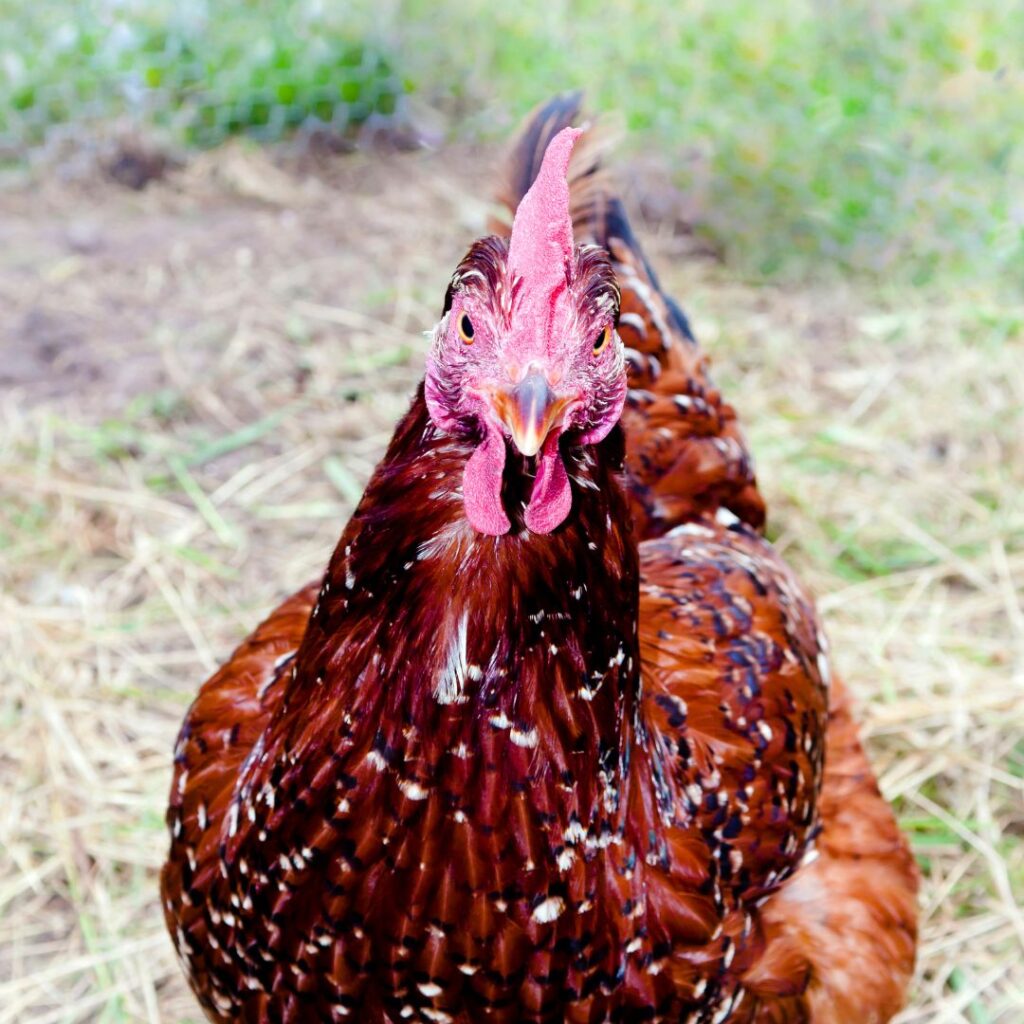 closeup speckled sussex