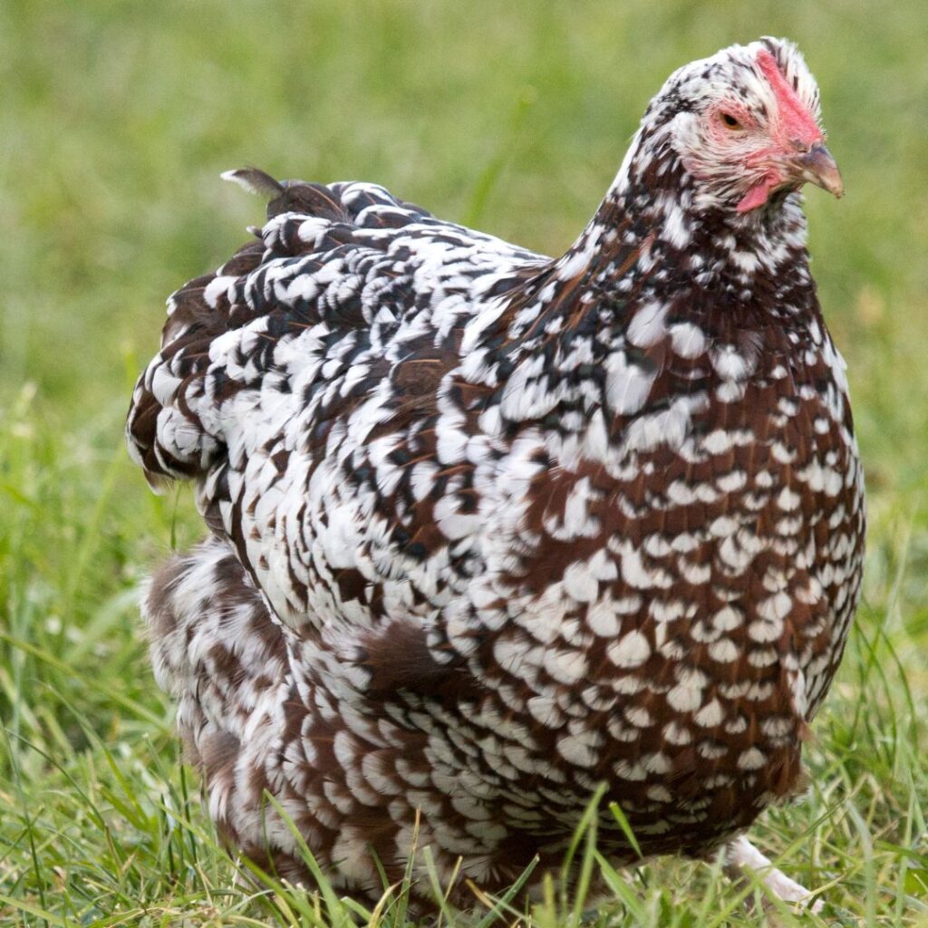 very quiet chicken, closeup speckled sussex