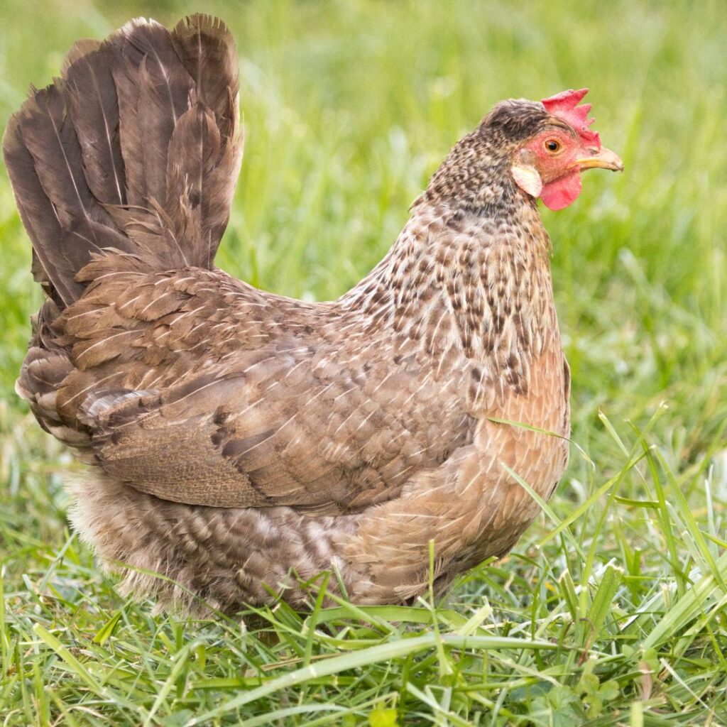 legbar chicken in backyard