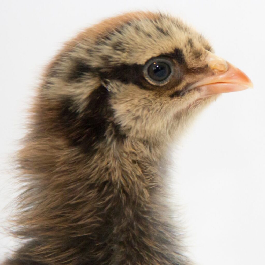 one week old speckled sussex chick