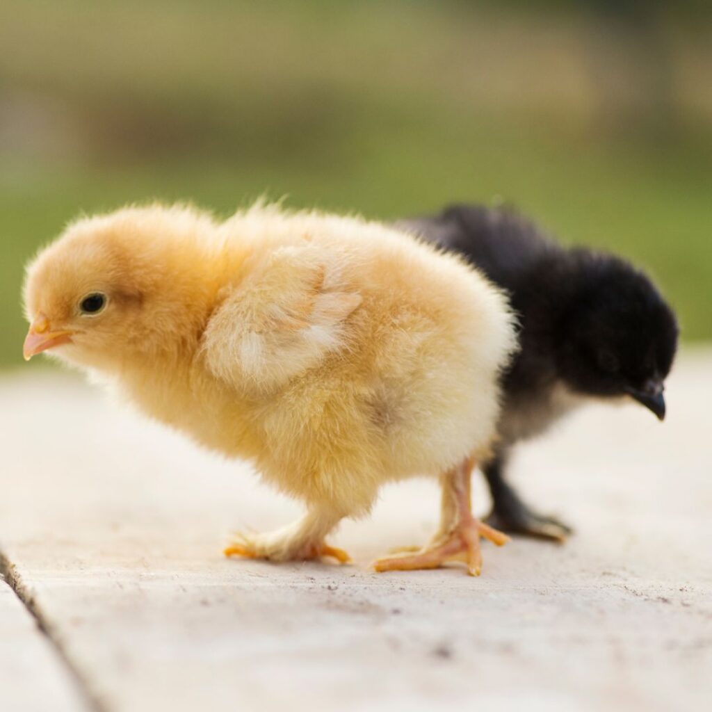 sex linked chicks are great hardy breeds for best chicken breeds for michigan
