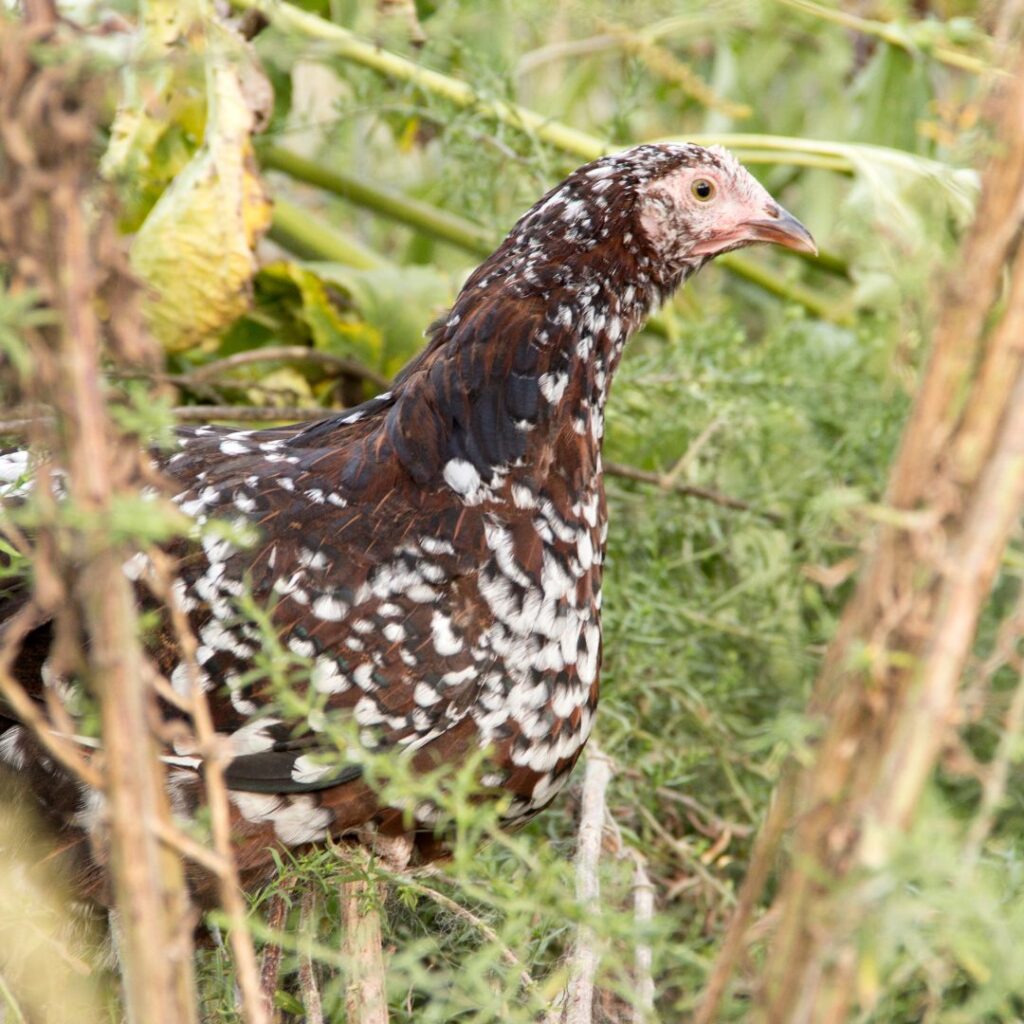 speckled sussex free ranging