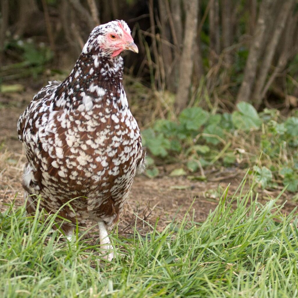 speckled sussex hen foraging, eating weeds
