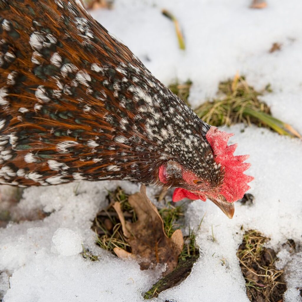 sussex chicken foraging in snow covered ground