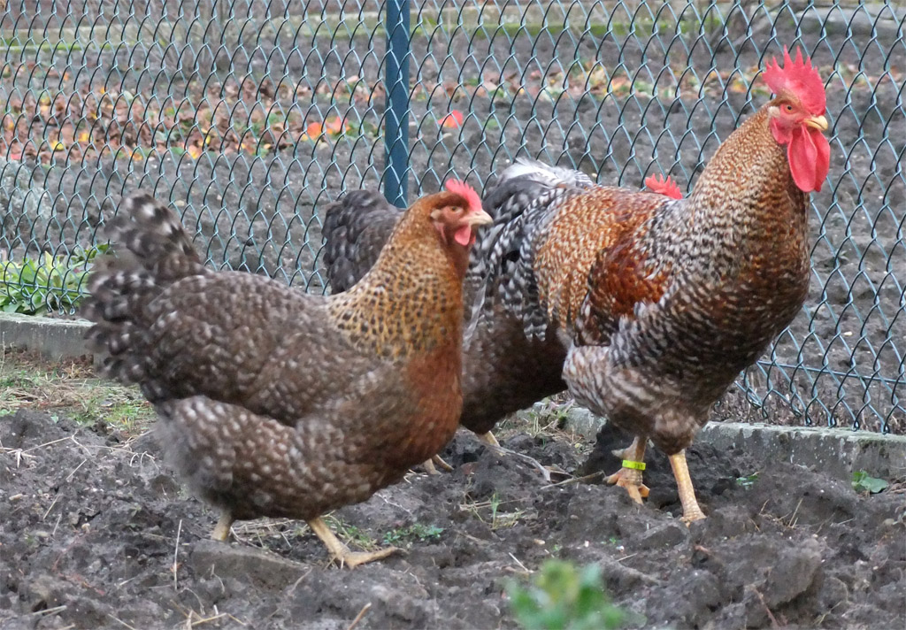Bielefelder-kennhuhn, friendliest chicken breeds for pets