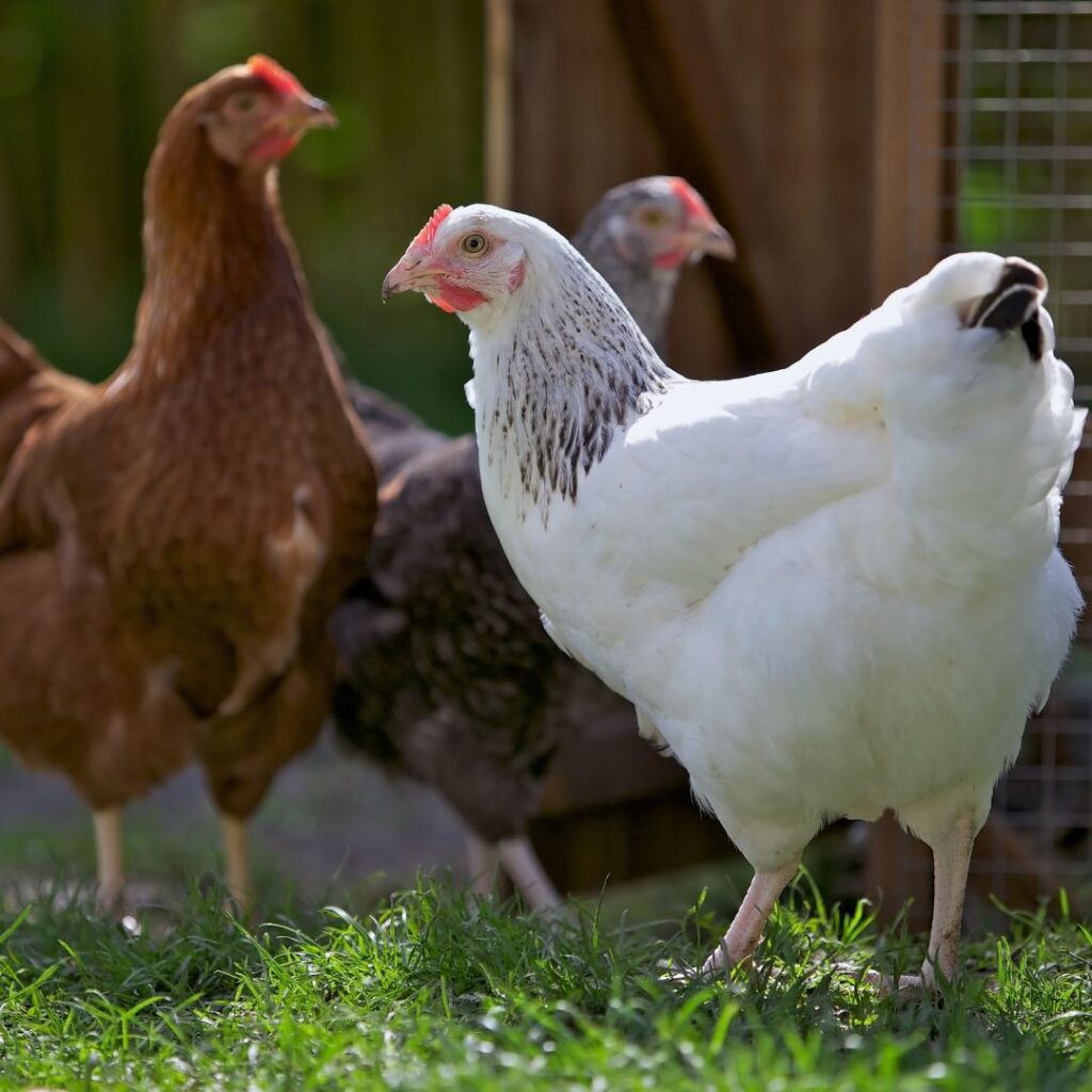 Delaware Hen in a mixed flock