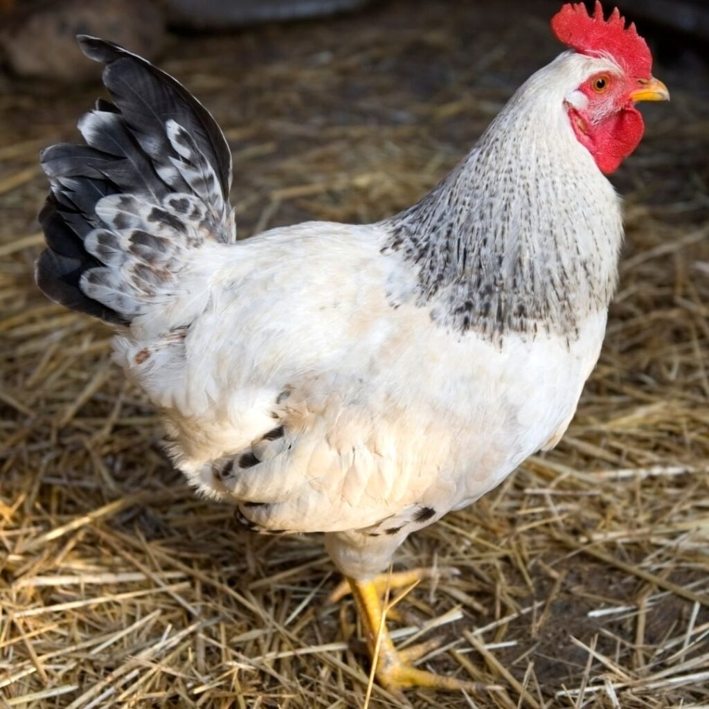 Delawares rooster