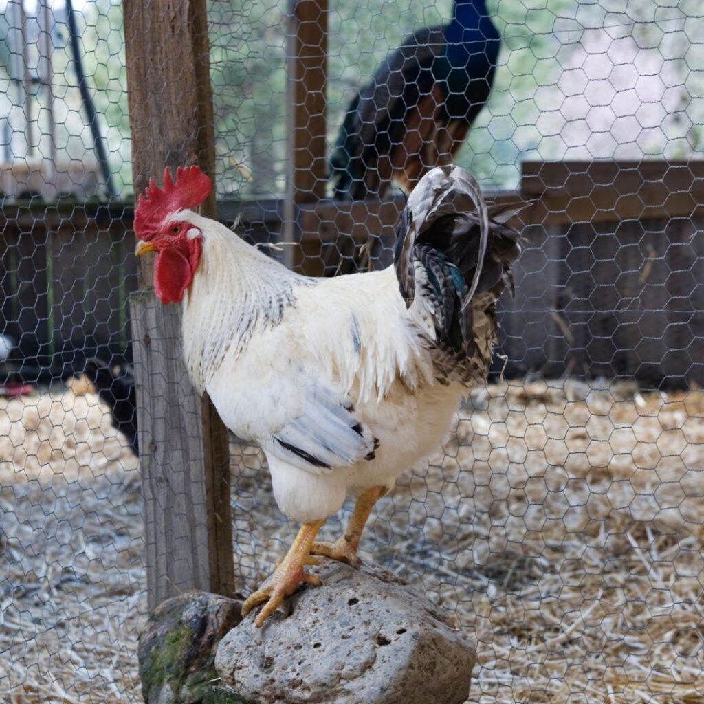 Delawares rooster