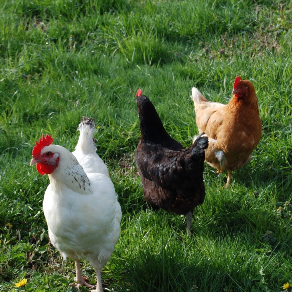 Delawares rooster with other breeds