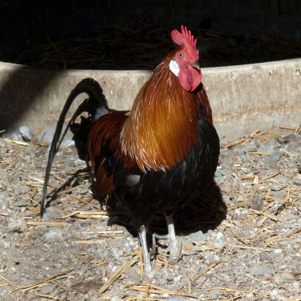 New Hampshire Cock