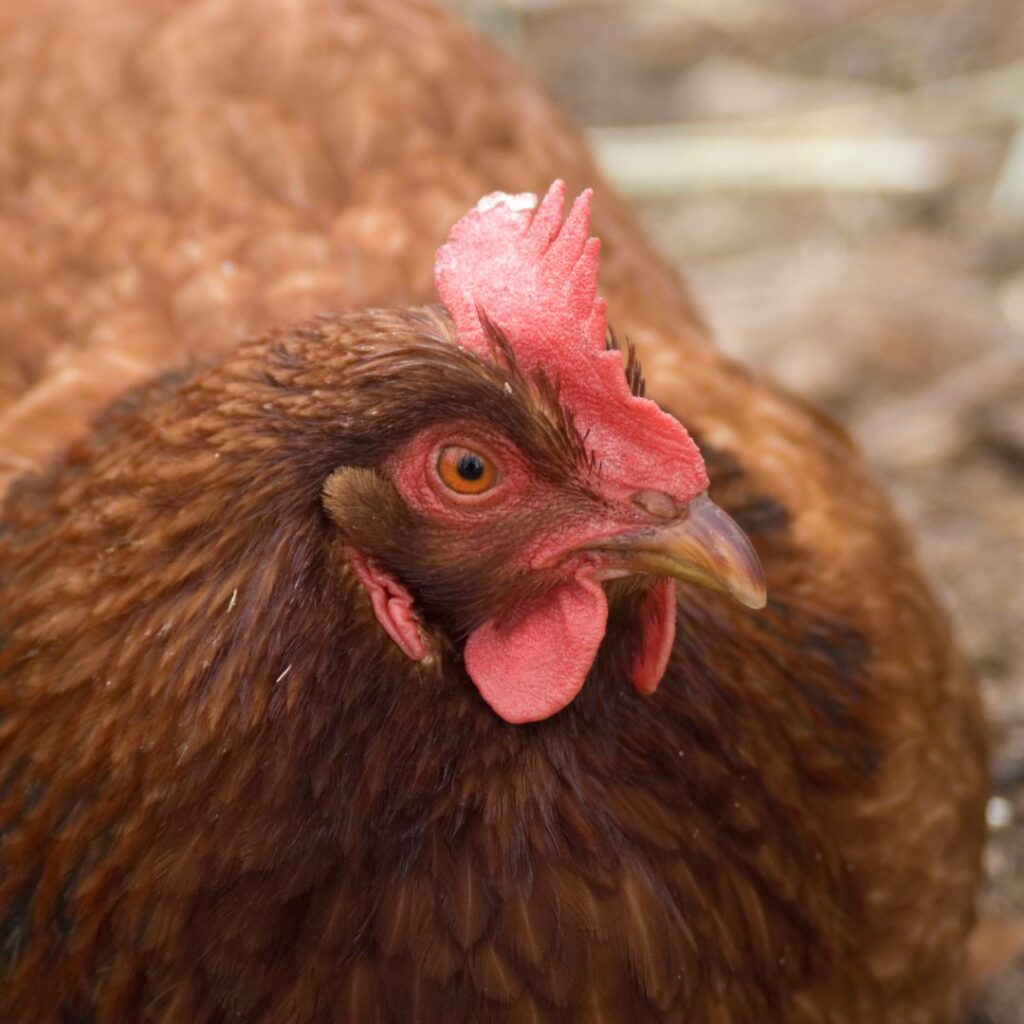 New Hampshire Chicken; New Hampshire Reds photo