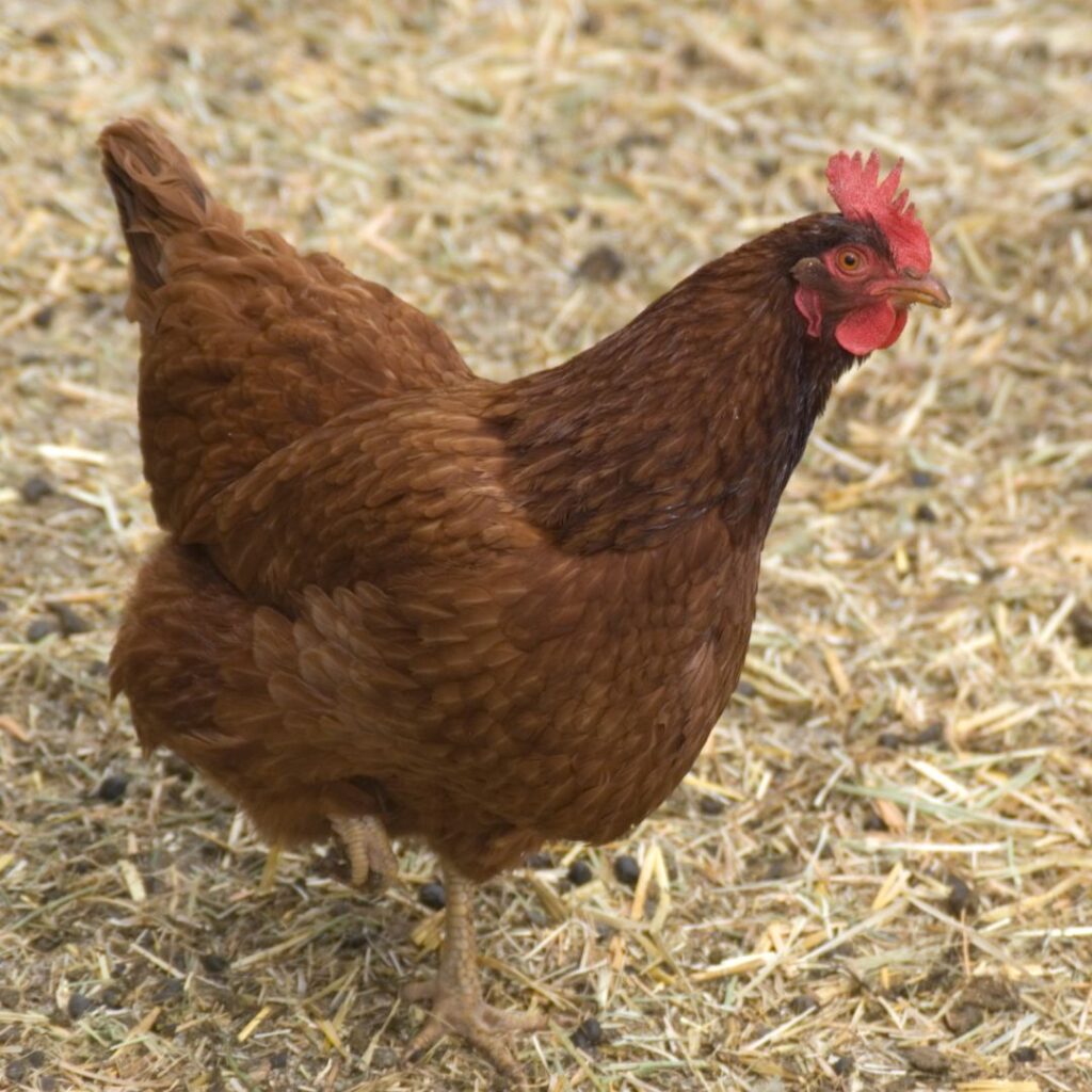 New Hampshire chicken in pen on straw