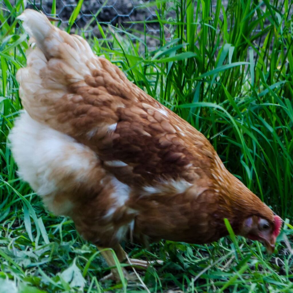 Gp;dem Comet Hen foraging (free range chicken)