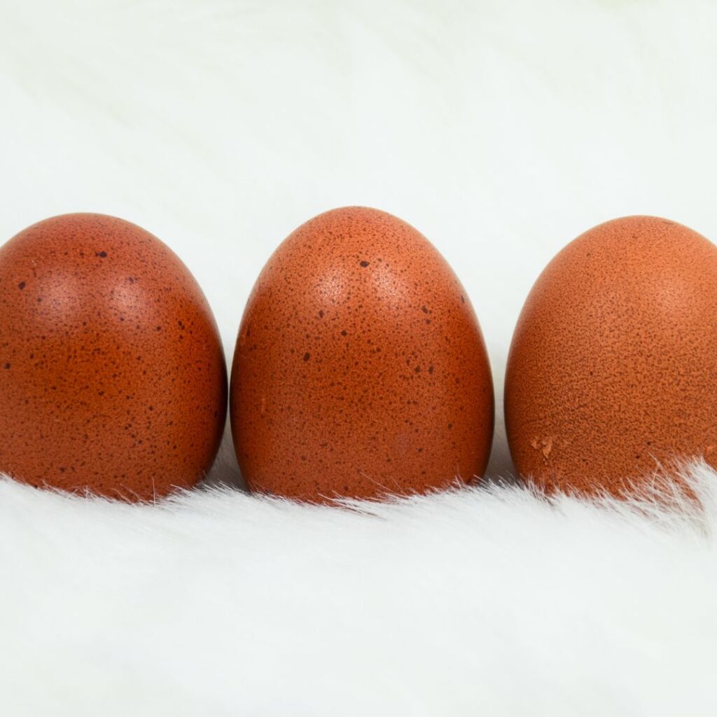 Welsummer eggs