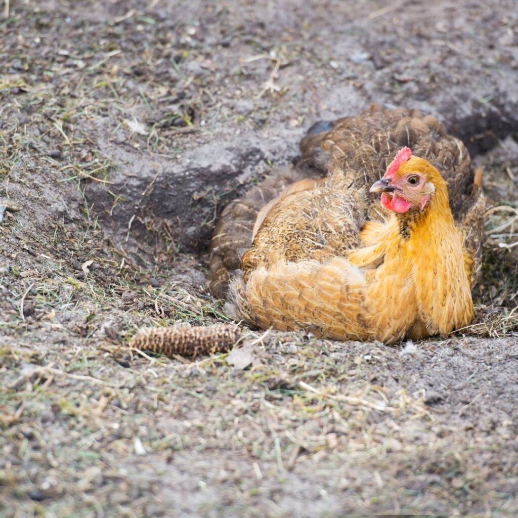 chicken dust bath