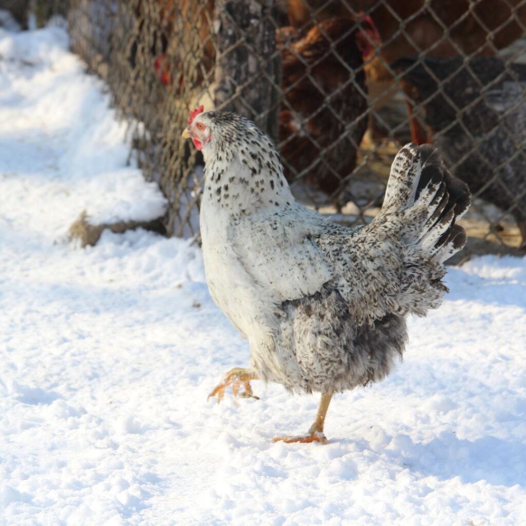 chicken in snow