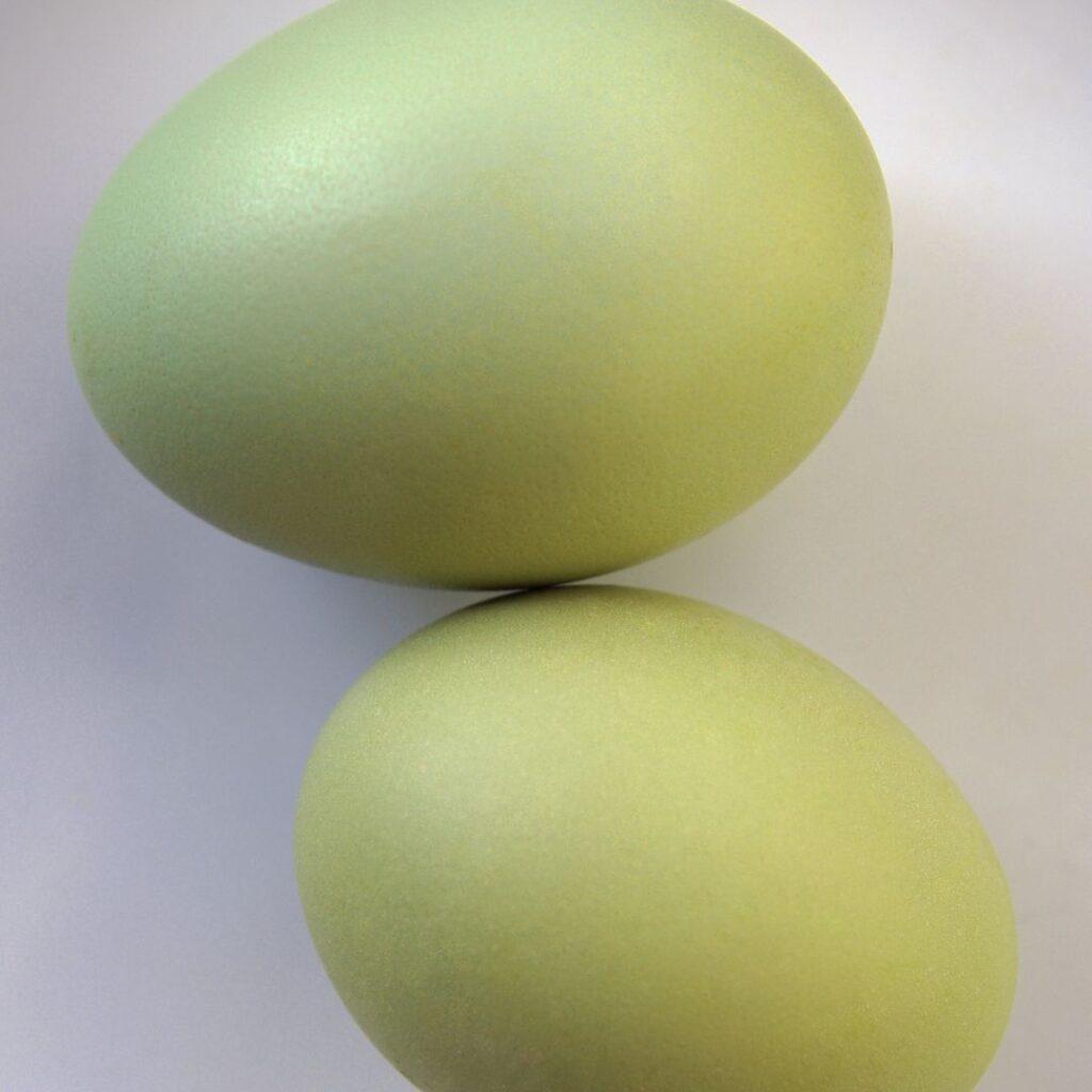 olive colored eggs