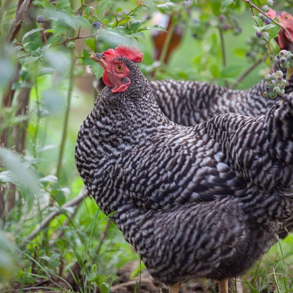 Barred Plymouth Rock Chicken are a heritage breed aka heirloom chicken breeds