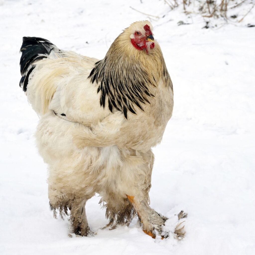 Brahma chicken exploring in the snow