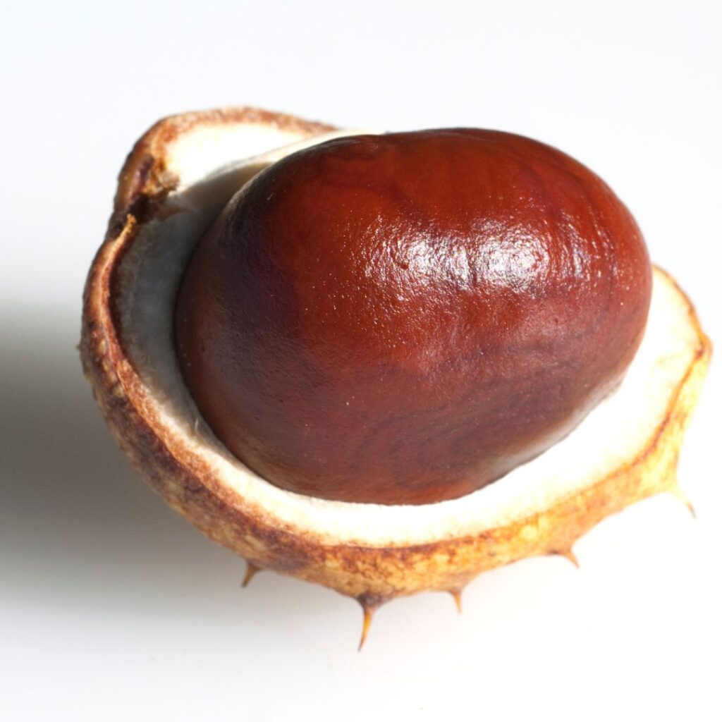 Buckeye Nut 