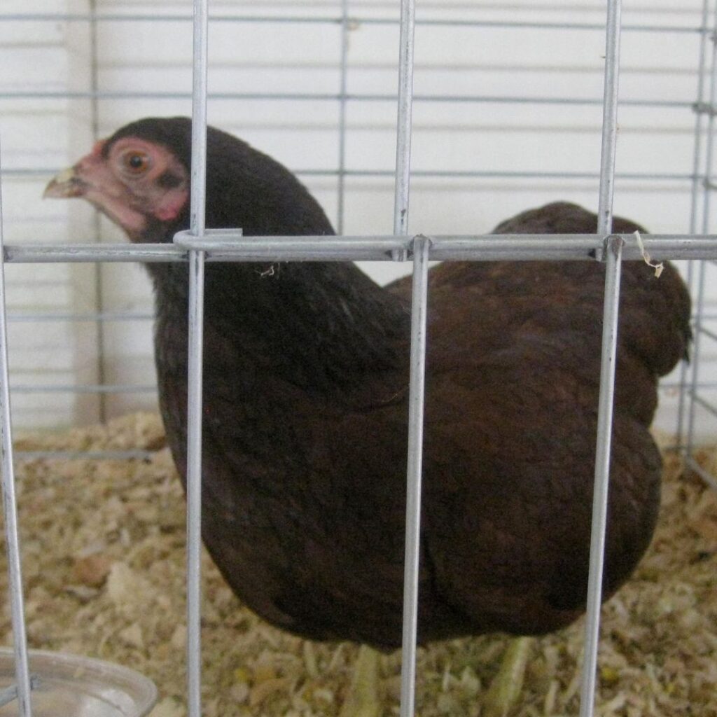 Buckeye chicken. (2022, December 10). In Wikipedia. httpsen.wikipedia.orgwikiBuckeye_chicken (2)