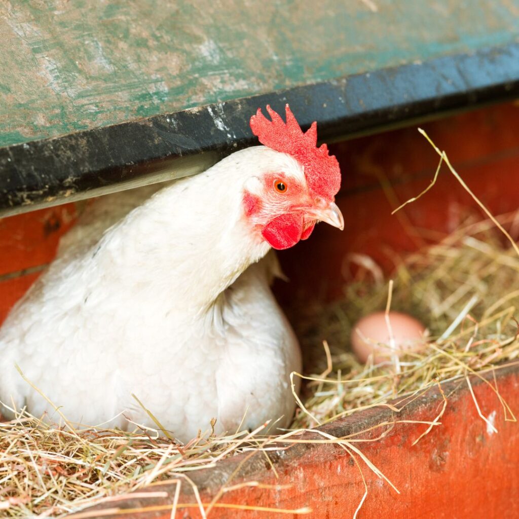 Chickens Lay Eggs In The Winter