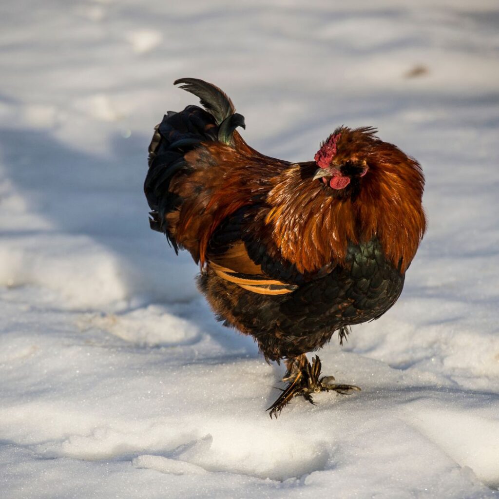 Chickens on snow cover