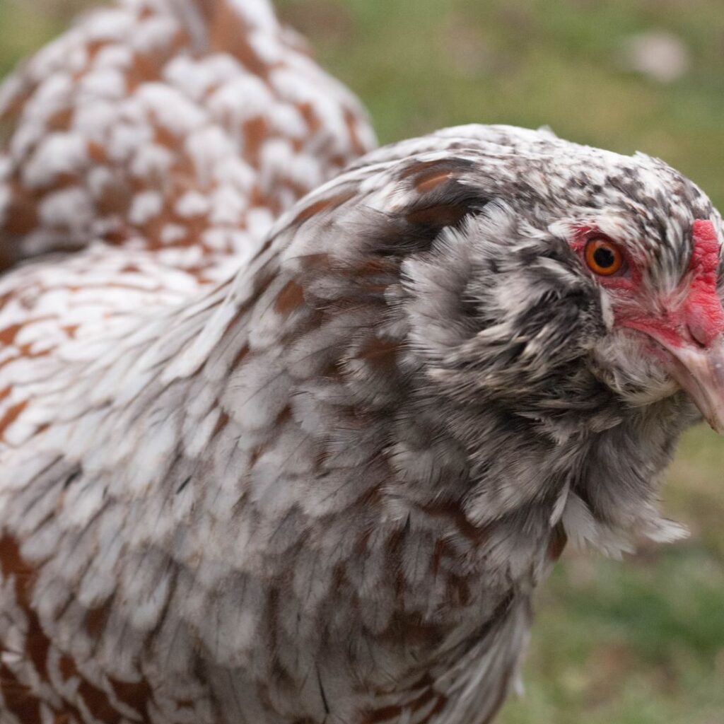 Grey ameraucana chicken hen looks like a speckled ameraucana