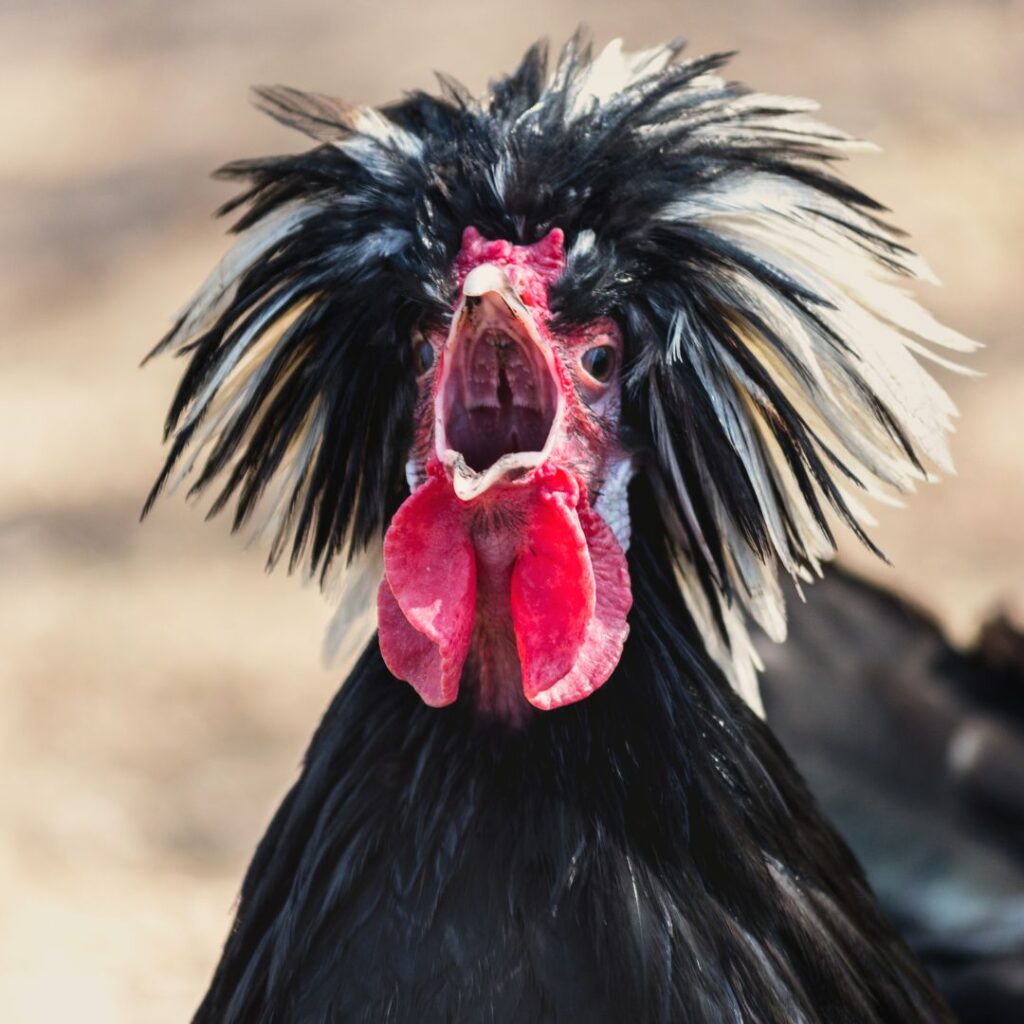 Polish Rooster Crowing Loudly