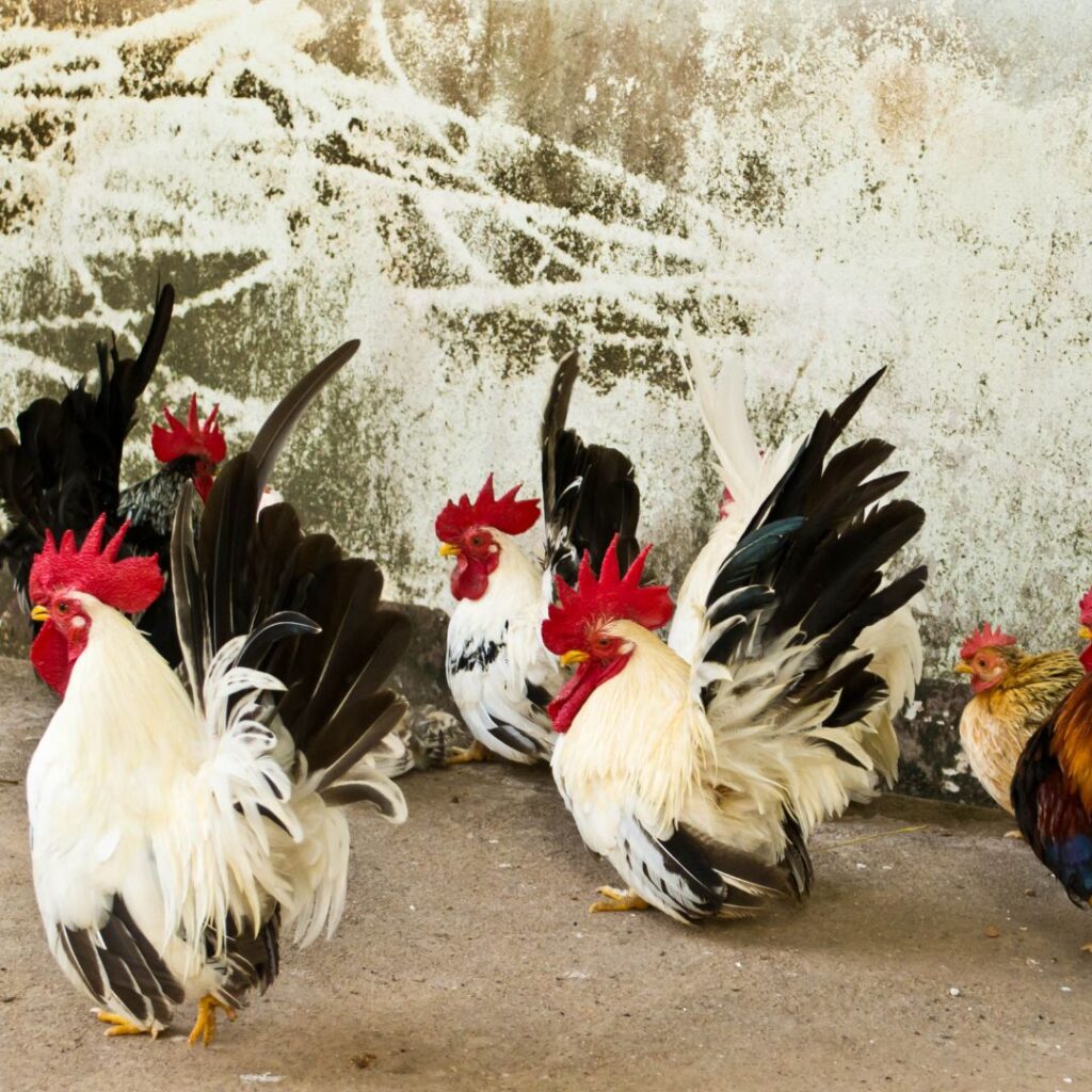 bantam flock, banty rooster s , unknown  kinds of roosters (unknown breed) , bantam roo, bantam chickens