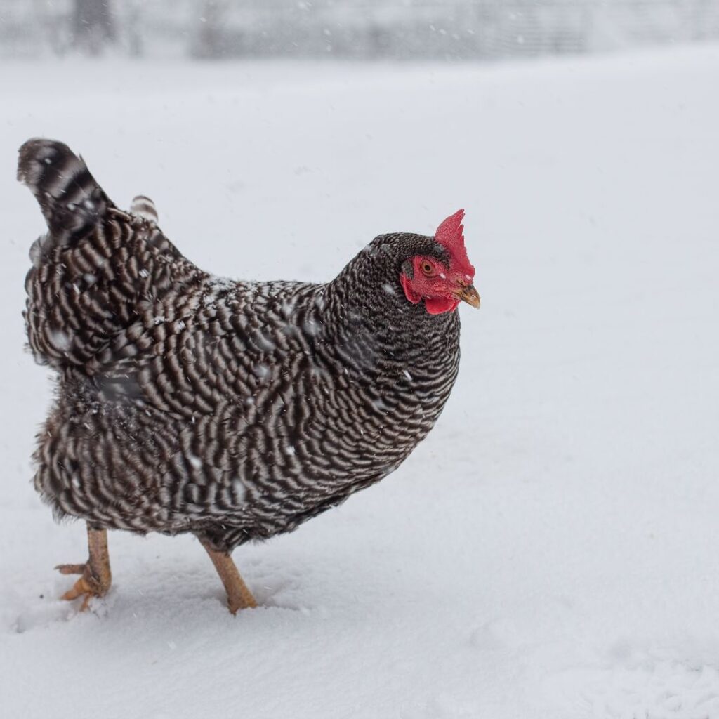 barred chicken in snow