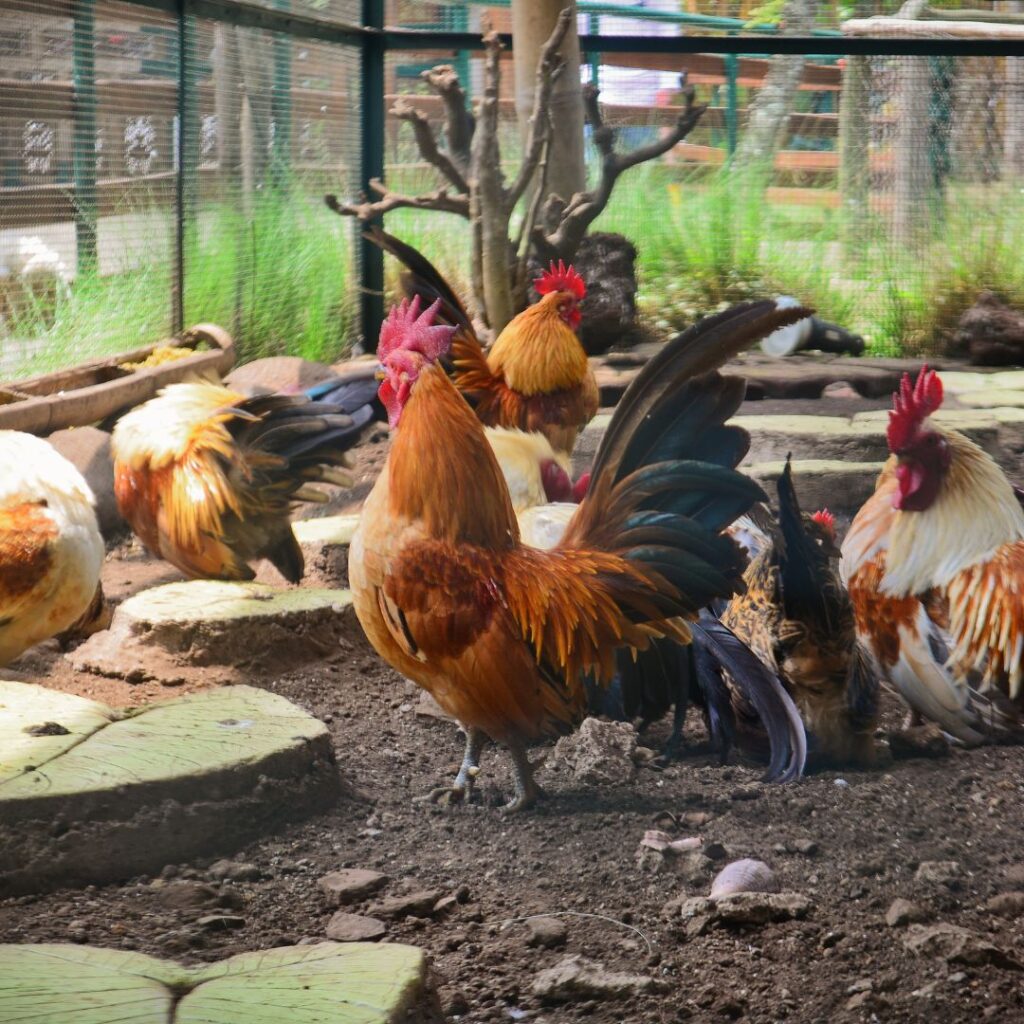 chicken coop with tree stumps and dust bath help keep chickens quiet