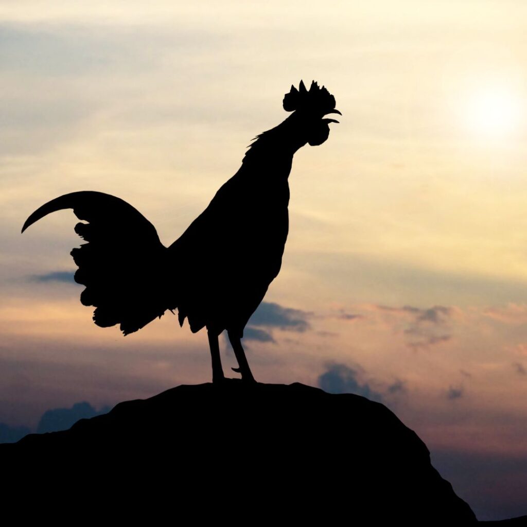 crowing rooster shadow, sunrise