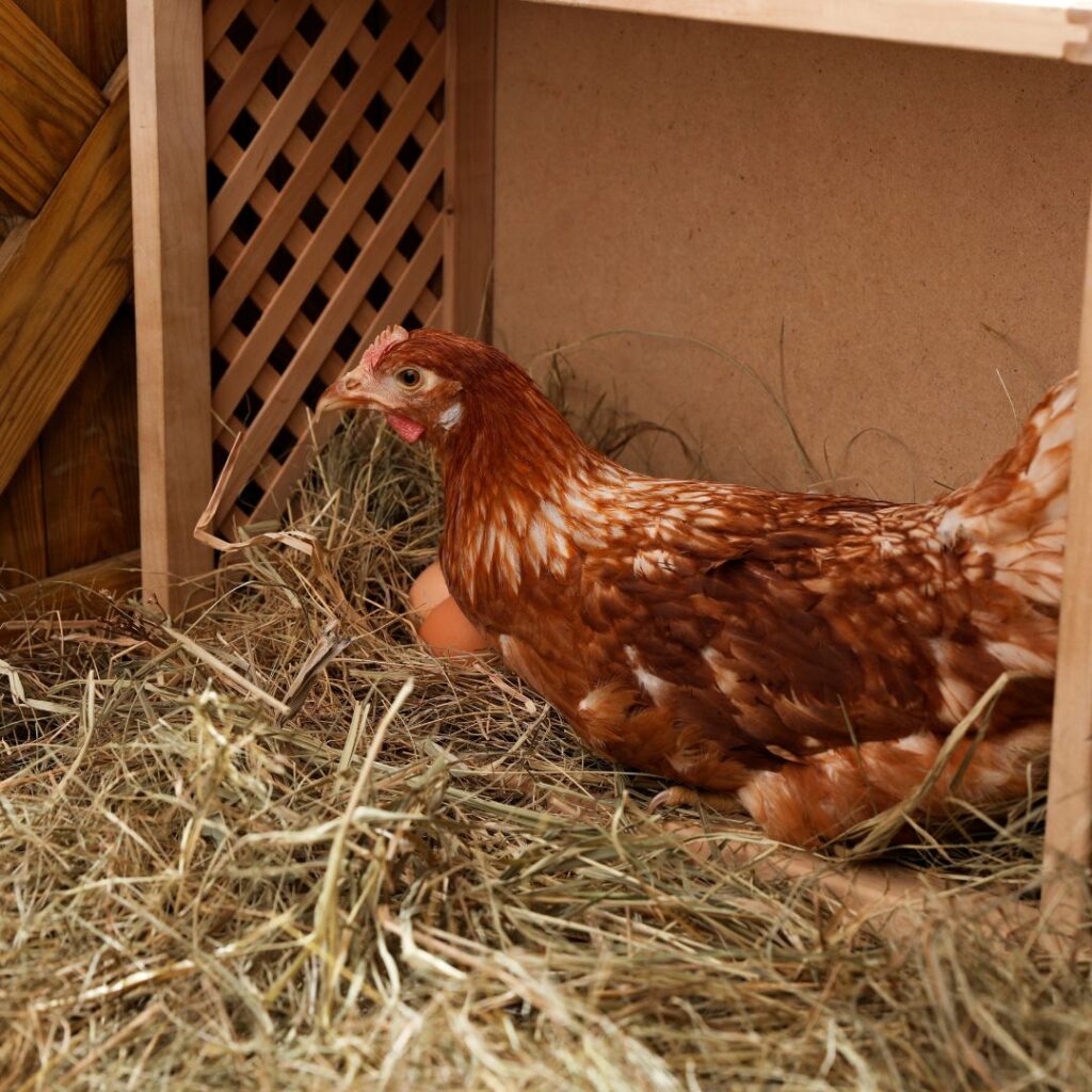 hen in her nesting box with eggs