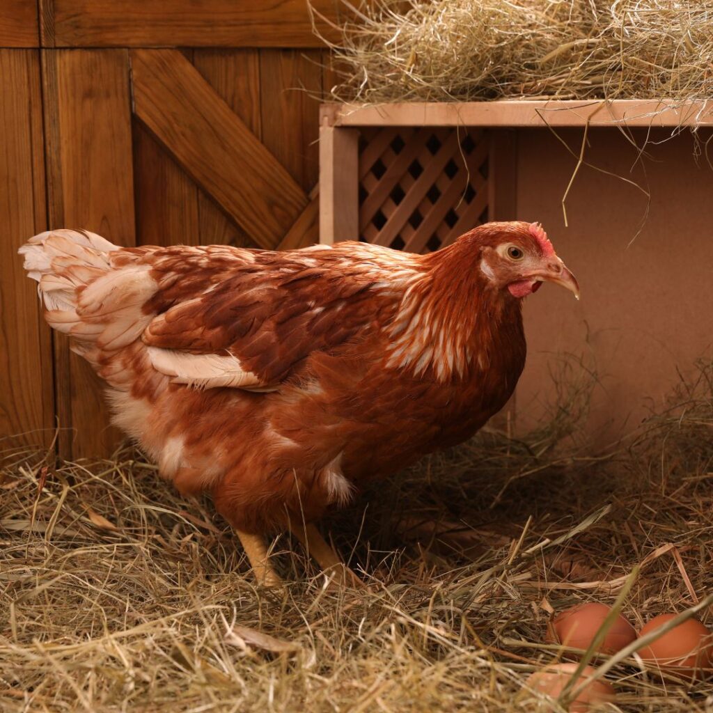 hen near her crate style nesting box, poultry nest parts