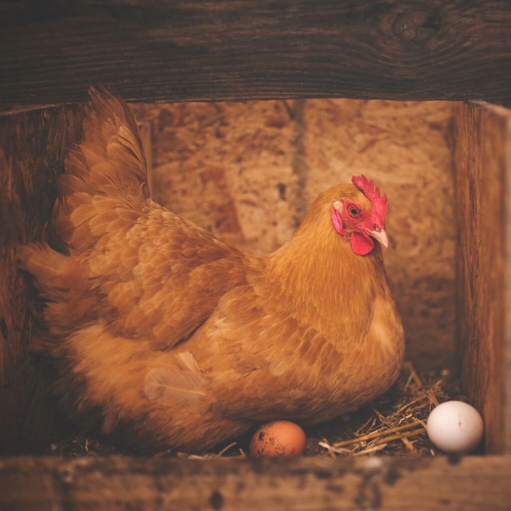 hen on brown egg with a white egg nearby